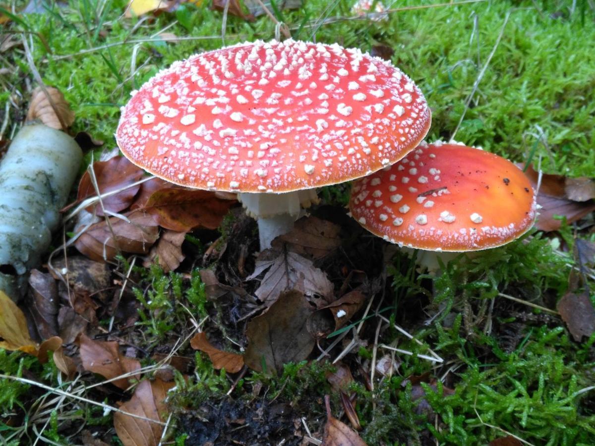 Moorhexe Leilighet Gelbensande Eksteriør bilde